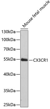 Anti-CX3CR1