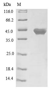 Protein Wnt-3a (Wnt3a), mouse, recombinant
