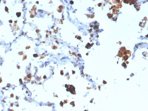 Anti-Napsin A (Lung Adenocarcinoma Marker)(NAPSA/3308), CF405S conjugate, 0.1mg/mL