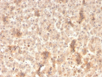 Anti-Secretory Component p85 / ECM1, clone rSPM217