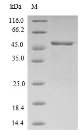 Ras-related protein Rap-2b (RAP2B), human, recombinant