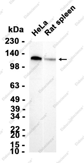 Anti-Recombinant EPHB4, clone C222775
