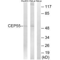 Anti-CEP55