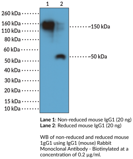 Anti-IgG1 (mouse) Rabbit Monoclonal Antibody - Biotinylated (RM106)