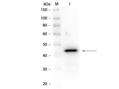 Anti-ALCOHOL DEHYDROGENASE (Yeast), Biotin Conjugated