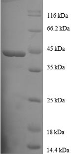 Profilin-1 (PFN1), human, recombinant
