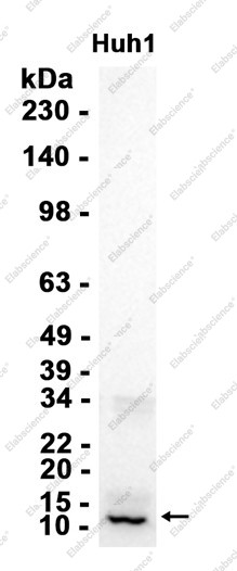 Anti-Recombinant Cytochrome C Oxidase subunit Vic, clone C122740