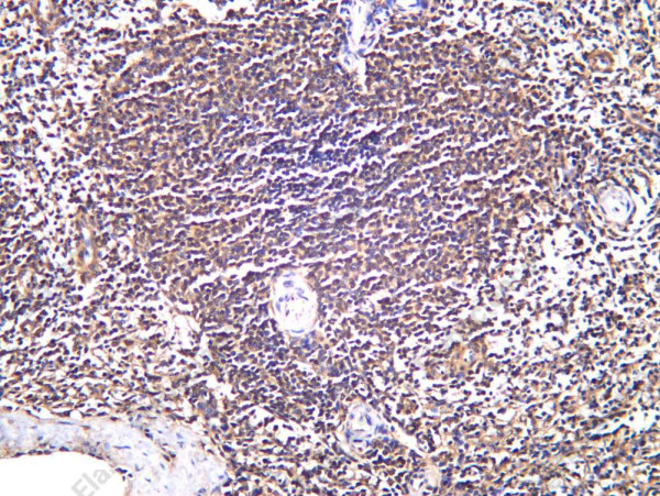 Anti-Recombinant IL-13, clone C112490