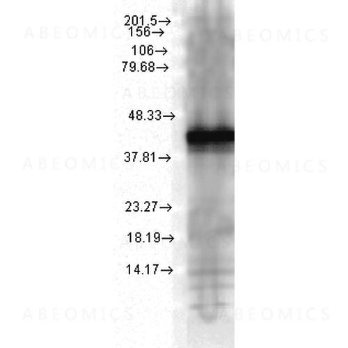 Anti-HSP40, YDJ1 Monoclonal Antibody (Clone: 1G10.H8) - HRP