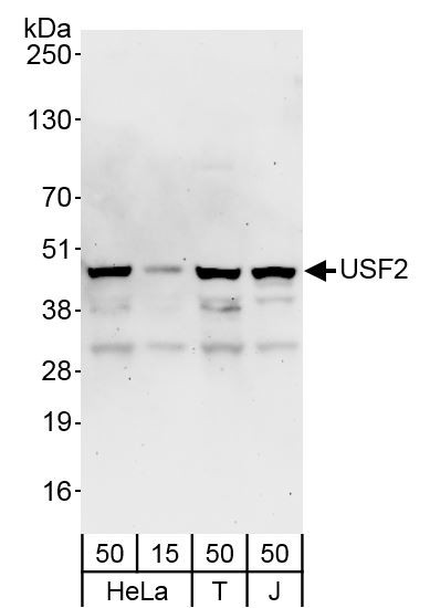 Anti-USF2