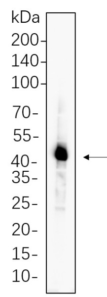 Anti-Recombinant Caspase-1, clone 6H5