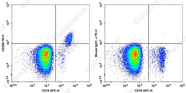 Anti-CD268 Antibody[H353-4A2]