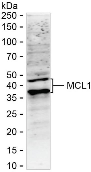 Anti-MCL1 (recombinant antibody)
