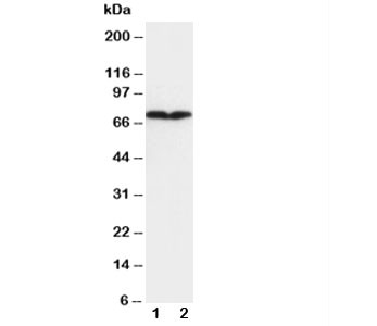 Anti-COL3A1, clone Col-29