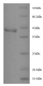 Peptidase 1 (DERP1), Dermatophagoides pteronyssinus, recombinant