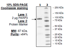 PARP3, active human recombinant protein