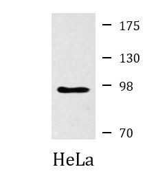 Anti-NUP98, clone 3B8-D7-H10