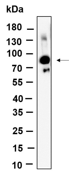 Anti-Recombinant Glyt2, clone 5B13