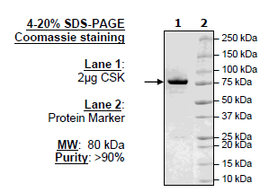CSK, active human recombinant protein