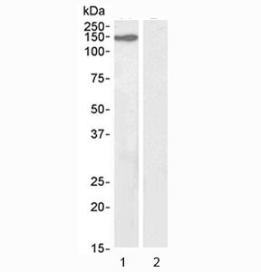 Anti-KIF4A