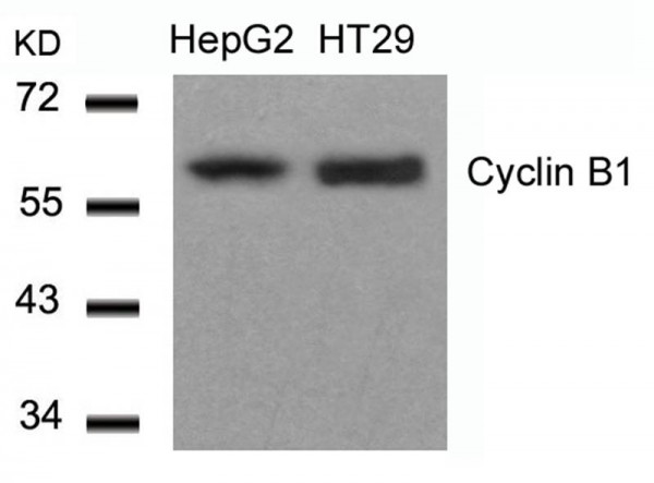 Anti-Cyclin B1