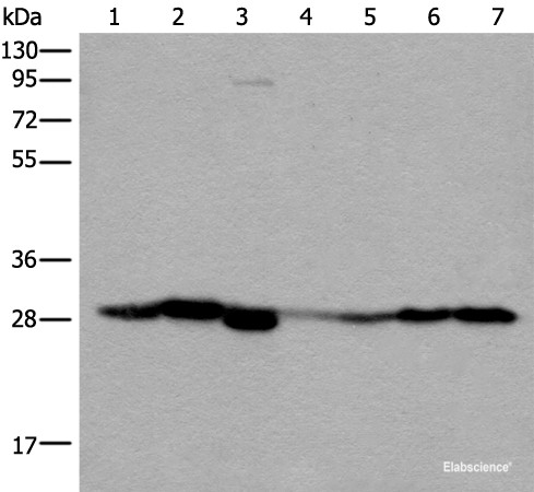 Anti-VTI1B