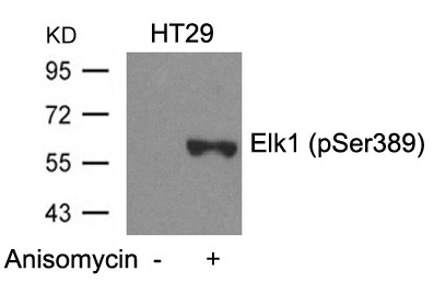 Anti-phospho-Elk1 (Ser389)