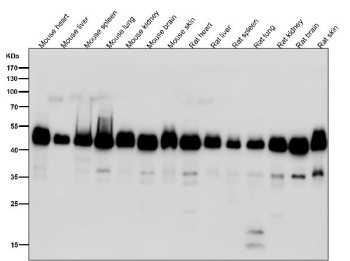 Anti-DNAJA4 / DnaJ homolog subfamily A member 4, clone 30D35