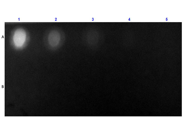 Streptavidin Fluorescein (FITC) conjugated