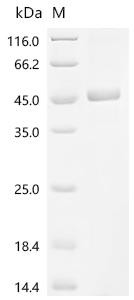Protein Wnt-9a (Wnt9a), recombinant mouse