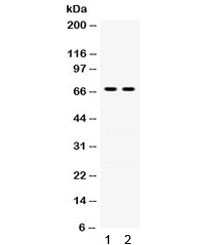 Anti-Involucrin