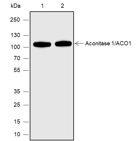 Anti-Recombinant Aconitase 1/ACO1, clone A583
