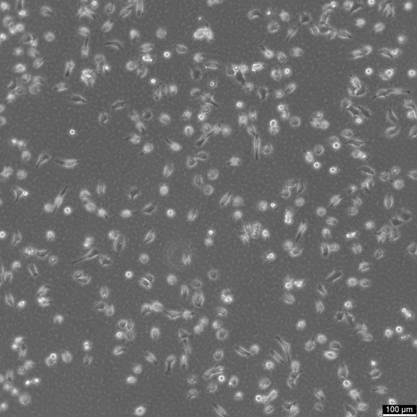 CAL-62 Cells