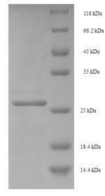 C-Myc-binding protein (MYCBP), human, recombinant