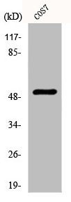 Anti-KRT8