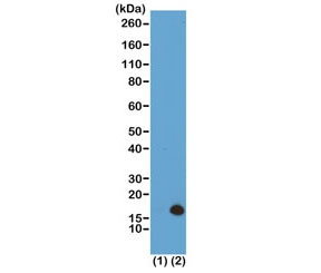 Anti-H3K79me3 / Trimethyl Histone H3 Lysine 79, clone RM157 (recombinant antibody)