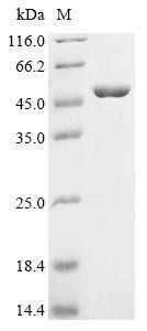 Homer protein homolog 2 (HOMER2), human, recombinant