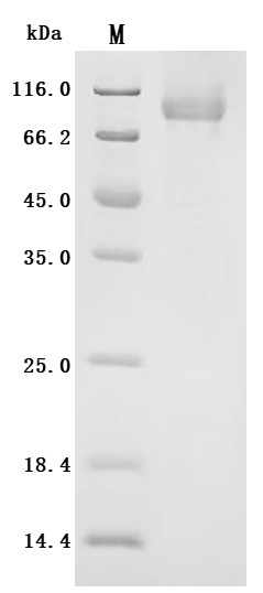 Cadherin-20 (CDH20), partial, recombinant human