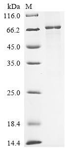 Envelope glycoprotein E (gE), Varicella-zoster virus, recombinant