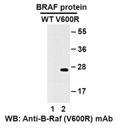 Anti-B-Raf (V600R), monoclonal