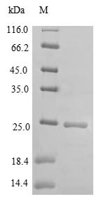Dedicator of cytokinesis protein 8 (Dock8), partial, mouse, recombinant