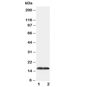 Anti-SOD1 Superoxide Dismutase 1
