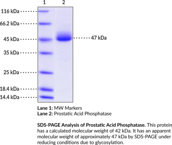 Prostatic Acid Phosphatase (mouse, recombinant)