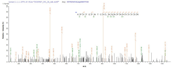 Serotransferrin (Tf), rat, recombinant