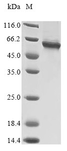 TNF receptor-associated factor 6 (TRAF6), human, recombinant