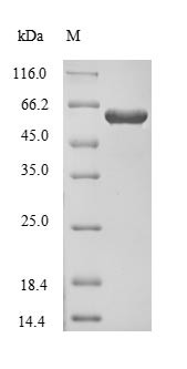 Dihydropyrimidinase-related protein 1 (CRMP1), human, recombinant
