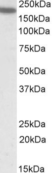 Anti-CD11A / integrin alpha L, Internal