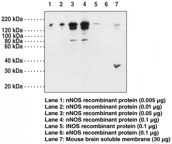 Anti-nNOS