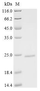 Stabilin-1 (Stab1), partial, mouse, recombinant