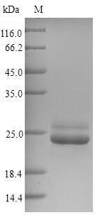 2-Cys peroxiredoxin BAS1, chloroplastic (BAS1), Arabidopsis thaliana, recombinant